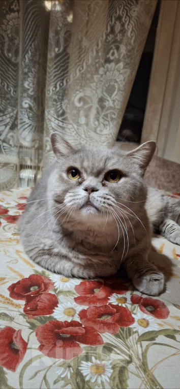 Кошки в Подольске: Отдам в добрые руки двух домашних котиков Разнополые, Бесплатно - фото 3