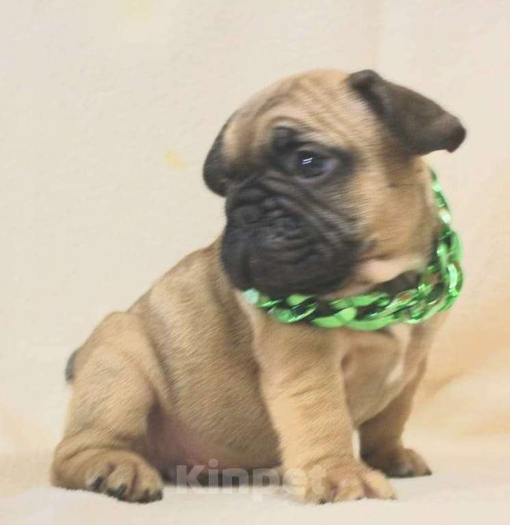 Собаки в Москве: Щенки Французики Мальчик, 130 000 руб. - фото 4