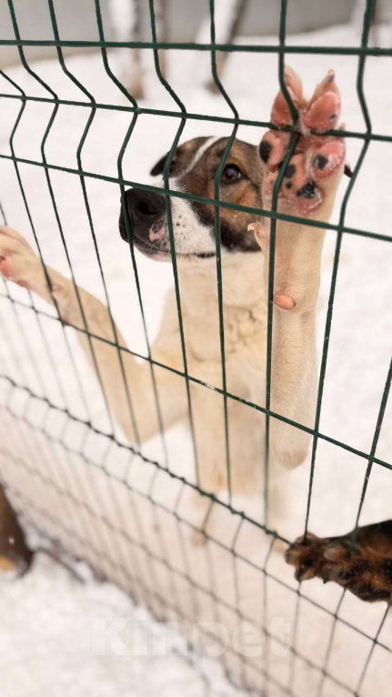 Собаки в Москве: Пес Тиба ищет дом! Мальчик, Бесплатно - фото 2