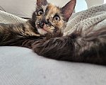 Кошки в Самаре: Котята ищут любящую семью ❤️ Девочка, Бесплатно - фото 1