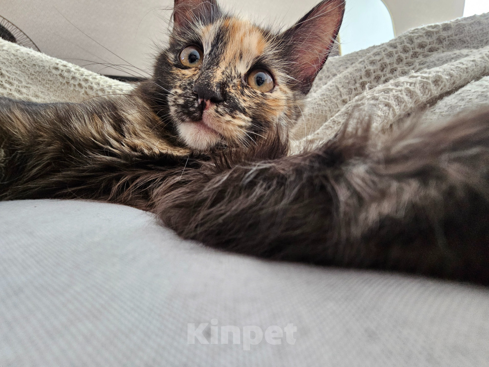 Кошки в Самаре: Котята ищут любящую семью ❤️ Девочка, Бесплатно - фото 1