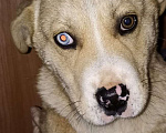 Собаки в Котельнике: Коротколапик Боня ищет маму и папу Мальчик, Бесплатно - фото 4