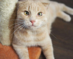 Кошки в Люберцах: Ищет дом очаровательный Симба. Мальчик, Бесплатно - фото 7