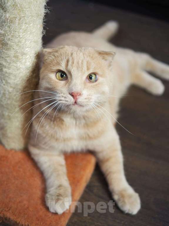 Кошки в Люберцах: Ищет дом очаровательный Симба. Мальчик, Бесплатно - фото 7