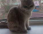 Кошки в Курганинске: Пропала британская кошка Девочка, Бесплатно - фото 4