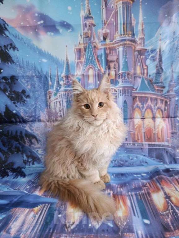 Кошки в Москве: Фавн Мальчик, 65 000 руб. - фото 7