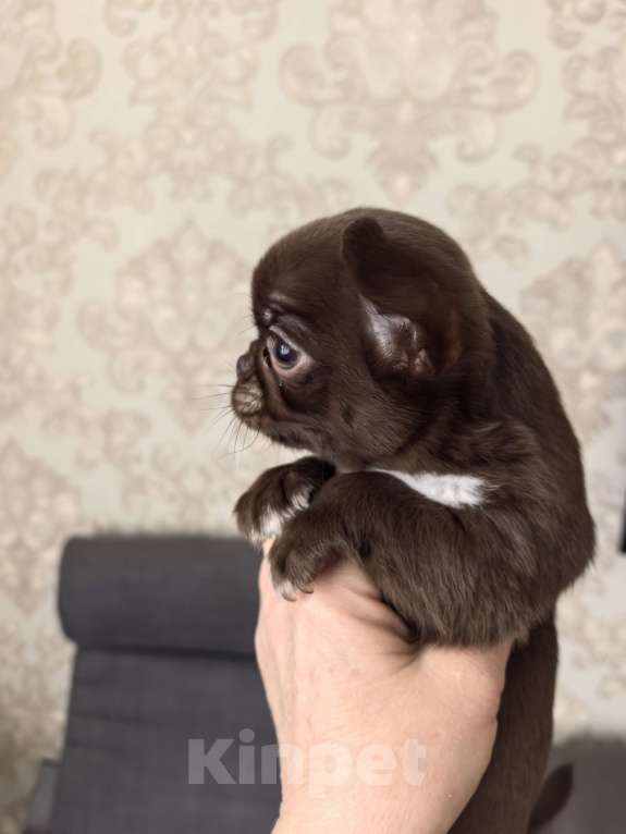 Собаки в Барнауле: Продается мальчик чихуахуа РКФ Мальчик, 70 000 руб. - фото 4