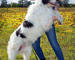 Собаки в Наро-Фоминске: Самый обаятельный и обнимательный: Гиджет Мальчик, Бесплатно - фото 7