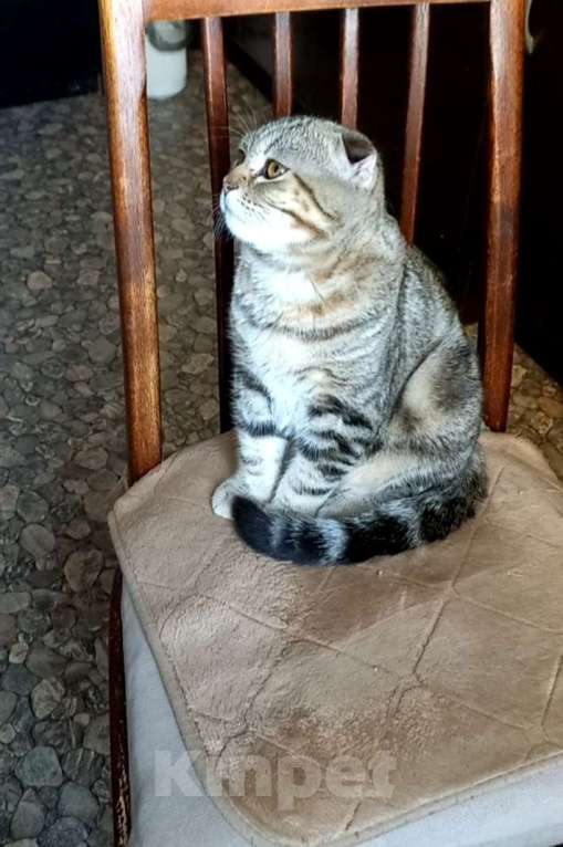 Кошки в Москве: Шотландский вислоухий котёнок  Мальчик, 10 000 руб. - фото 5
