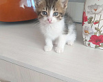 Кошки в Ростове-на-Дону: Отдам в добрые руки Разнополые, Бесплатно - фото 2