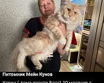 Кошки в Москве: Котята Мейн  кун мальчики  Мальчик, 65 000 руб. - фото 2
