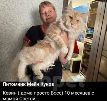 Кошки в Москве: Котята Мейн  кун мальчики  Мальчик, 65 000 руб. - фото 2
