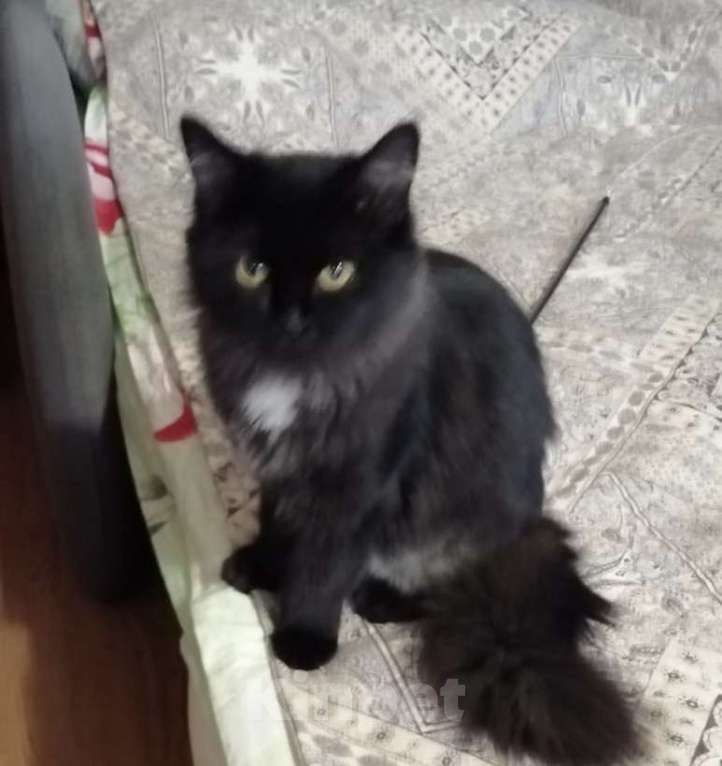 Кошки в Домодедово: Красавица Девочка, Бесплатно - фото 1