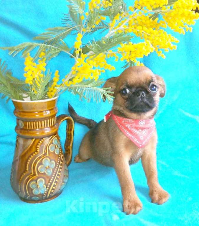 Собаки в Москве: Рыжая девочка малый брабансон Девочка, 60 000 руб. - фото 2