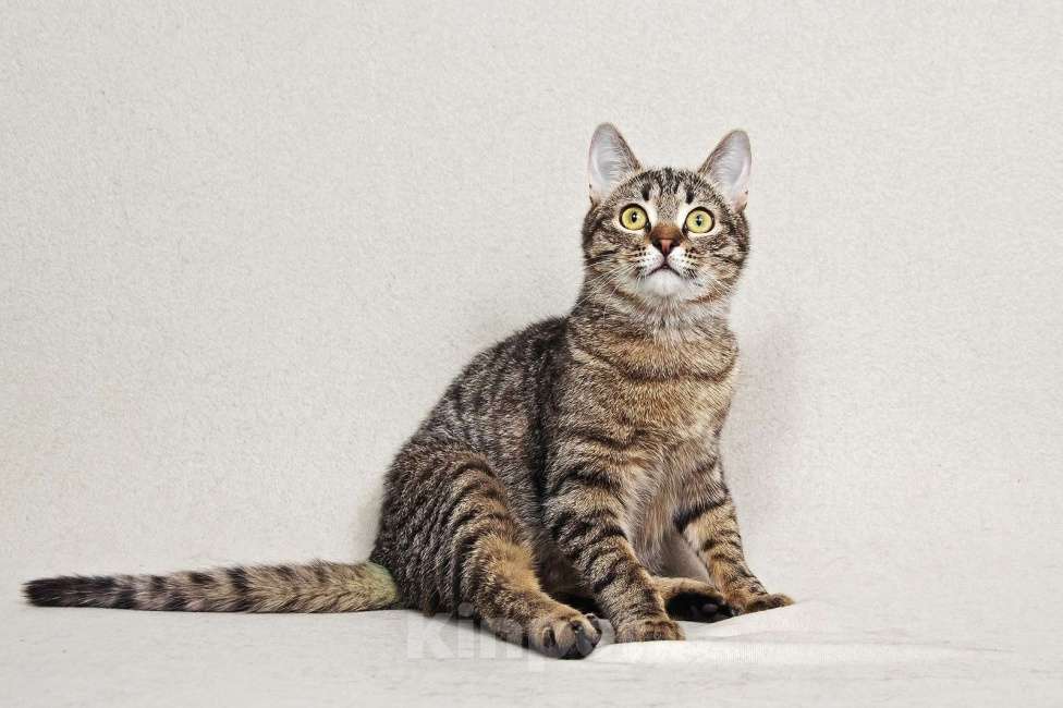 Кошки в Москве: Малыш Квант Мальчик, Бесплатно - фото 1