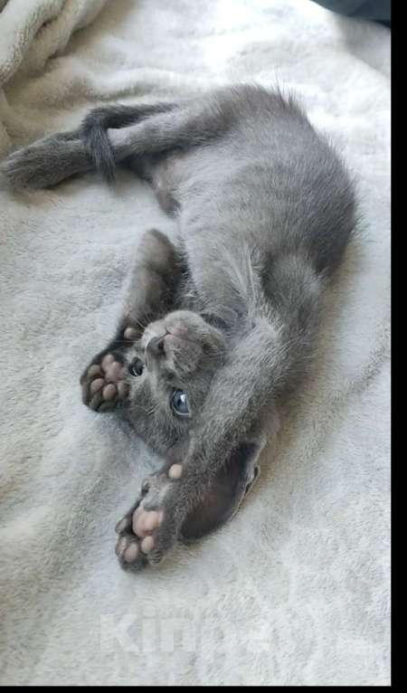 Кошки в Москве: Ориентальная девочка Девочка, 65 000 руб. - фото 2