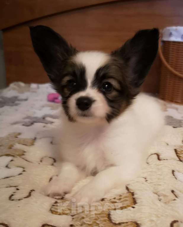 Собаки в Москве: Щенок папийона (папильона) Мальчик, 70 000 руб. - фото 2