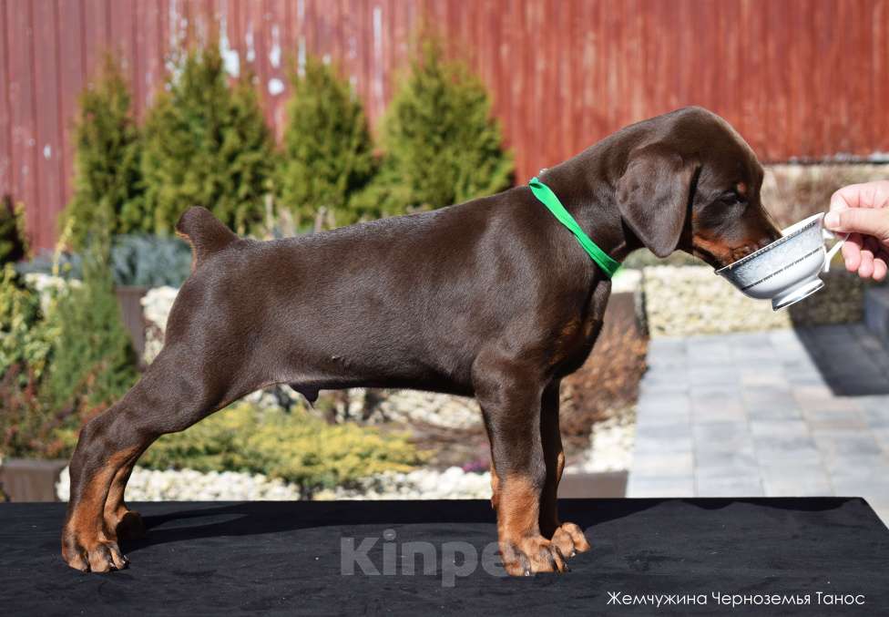 Собаки в Воронеже: Щенки добермана ркф Мальчик, 100 000 руб. - фото 5