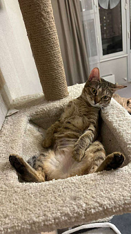 Денежная кошка ищет дом