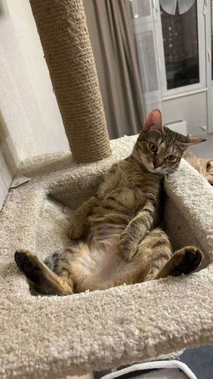 Кошки в Москве: Денежная кошка ищет дом Девочка, Бесплатно - фото 1