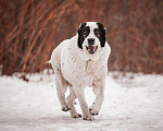 Собаки в Москве: Крупный белый алабай Аякс в добрые руки Мальчик, Бесплатно - фото 1