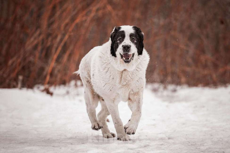 Собаки в Москве: Крупный белый алабай Аякс в добрые руки Мальчик, Бесплатно - фото 1