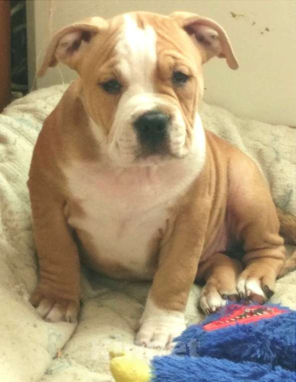 Собаки в Артеме: Булли Девочка, 150 000 руб. - фото 2