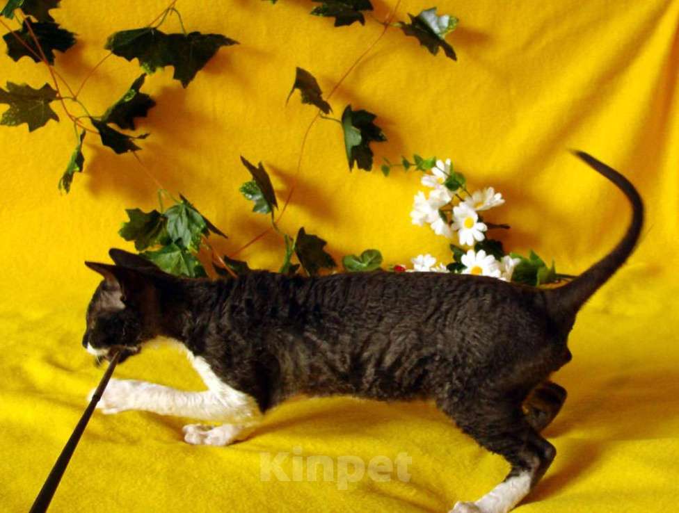 Кошки в Москве: Уральский рекс котята из питомника ждут вас! Мальчик, Бесплатно - фото 2