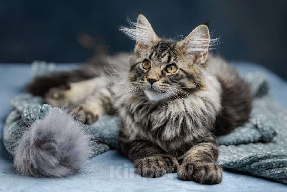 Кошки в других городах Ленинградской области: Котята мей-куна Мальчик, 45 000 руб. - фото 5