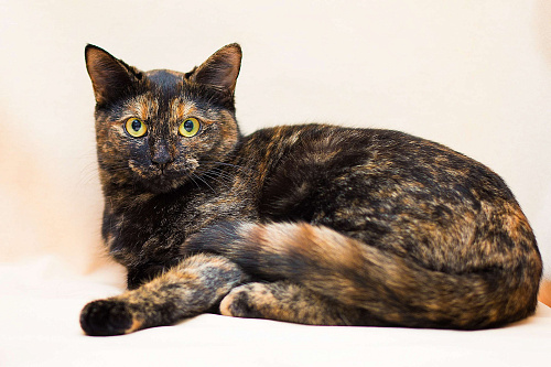 Пеппи ищет дом