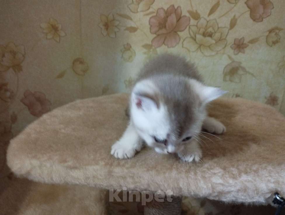 Кошки в Ростове-на-Дону: Девочка Девочка, 3 500 руб. - фото 3