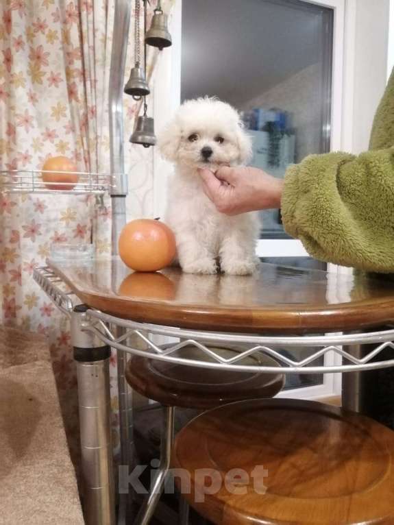 Собаки в Новосибирске: Щенки бишон фризе  Мальчик, Бесплатно - фото 2