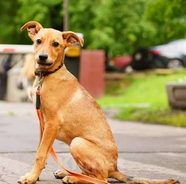 Собаки в Москве: Милый рыжий щенок Злата Девочка, Бесплатно - фото 4