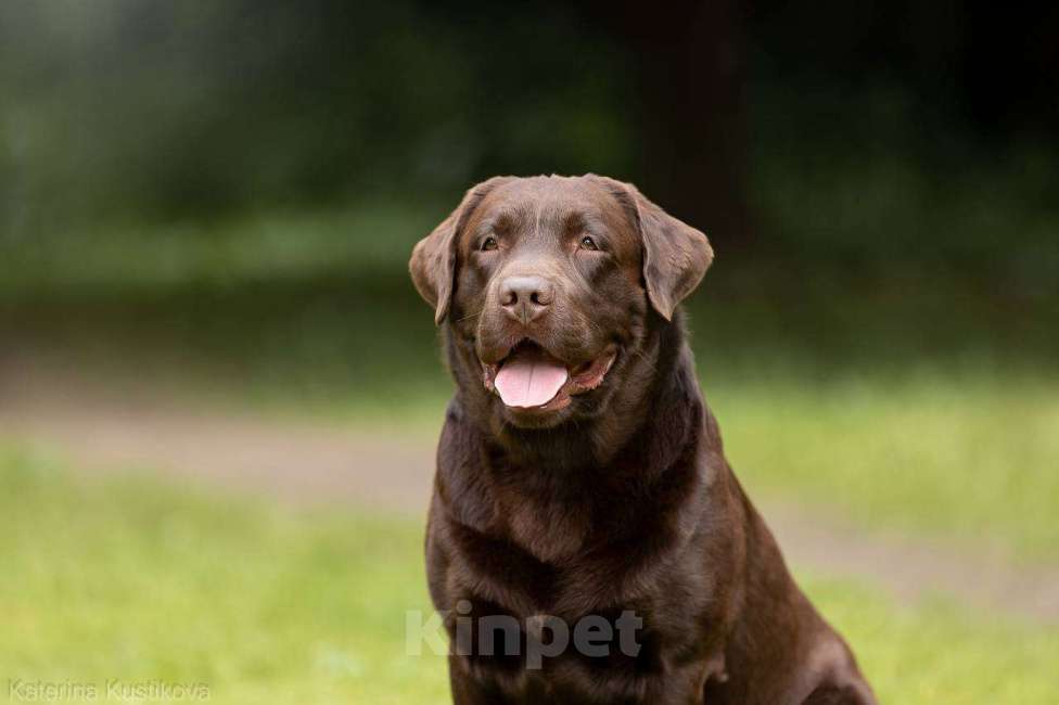 Собаки в Ореховом-Зуево: Щенки лабрадора премиум класса Мальчик, Бесплатно - фото 4