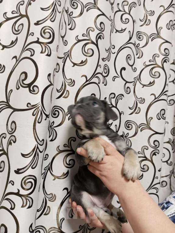 Собаки в Хабаровске: Щенок французского бульдого Мальчик, Бесплатно - фото 6