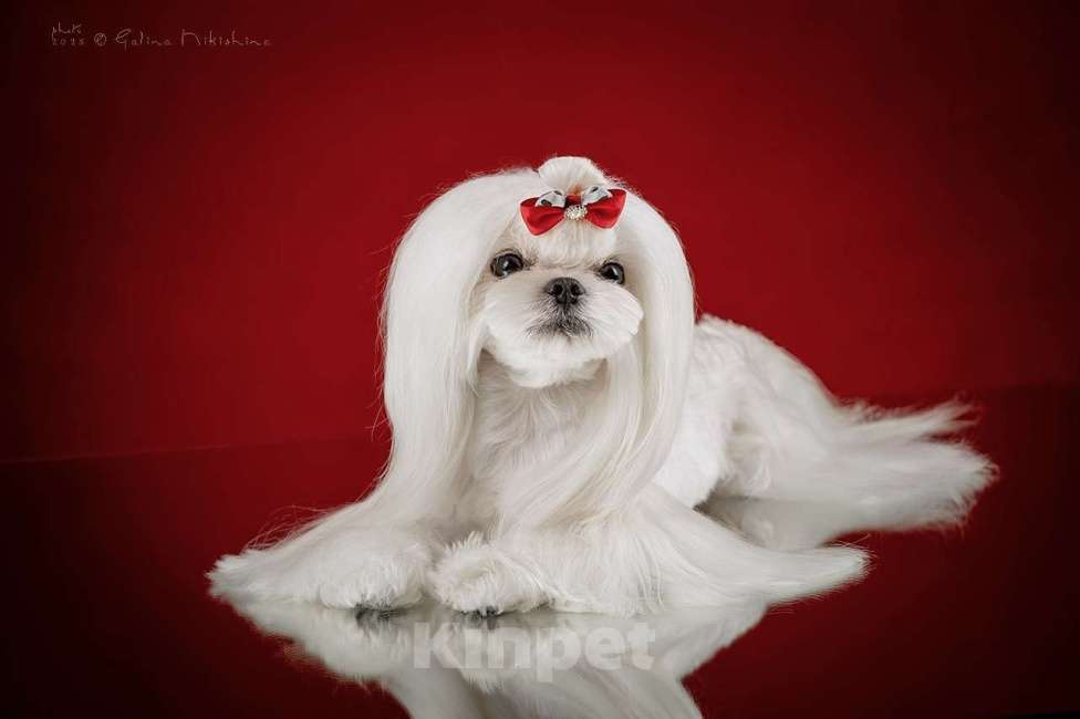 Собаки в Москве: Вязка с Мальтезе Корея Мальчик, 25 000 руб. - фото 1