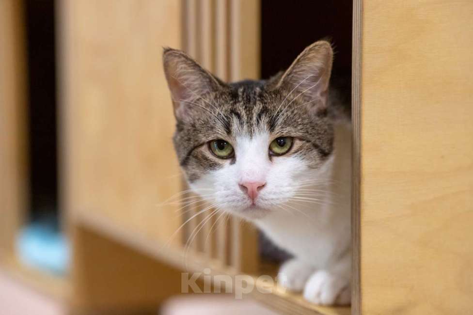 Кошки в Москве: кот Какао в добрые руки Мальчик, Бесплатно - фото 6