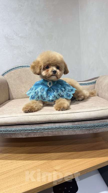 Собаки в Москве: Продается щенок Мальтипу мальчик Мальчик, 60 000 руб. - фото 3