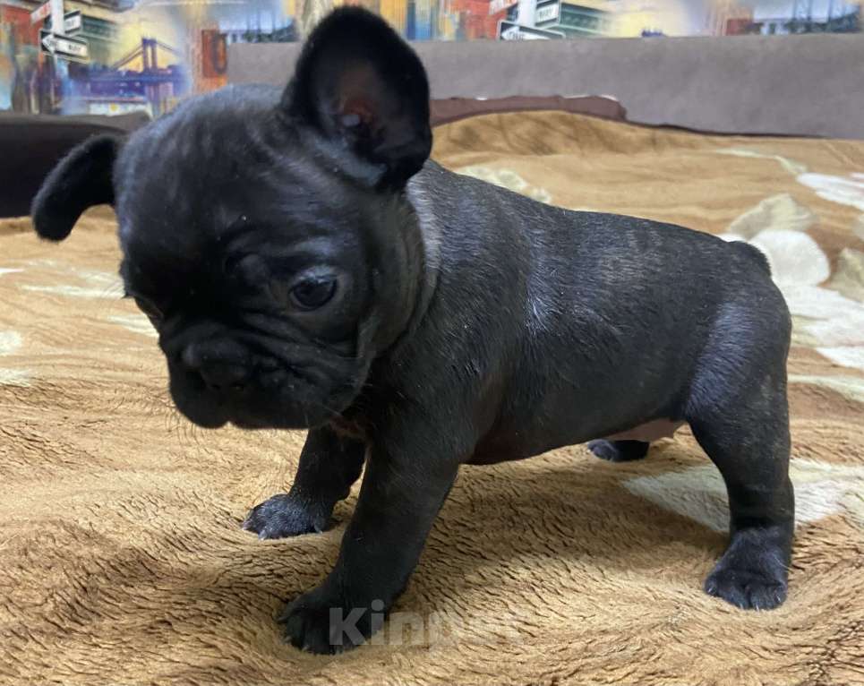 Собаки в Стерлитамаке: Французский бульдог  Девочка, Бесплатно - фото 3