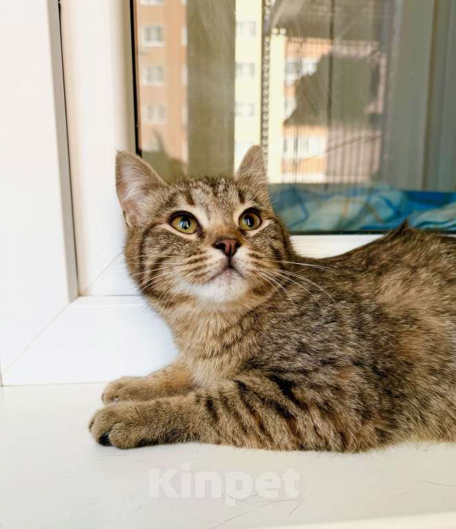 Кошки в Москве: Котенок Плюша -полосатая девочка в добрые руки Девочка, Бесплатно - фото 3