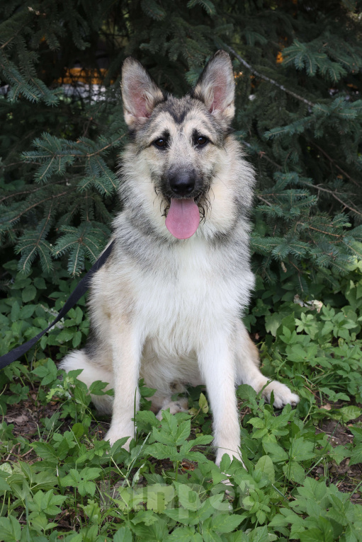 Собаки в Москве: Щенок в добрые руки бесплатно Москва Мальчик, Бесплатно - фото 7