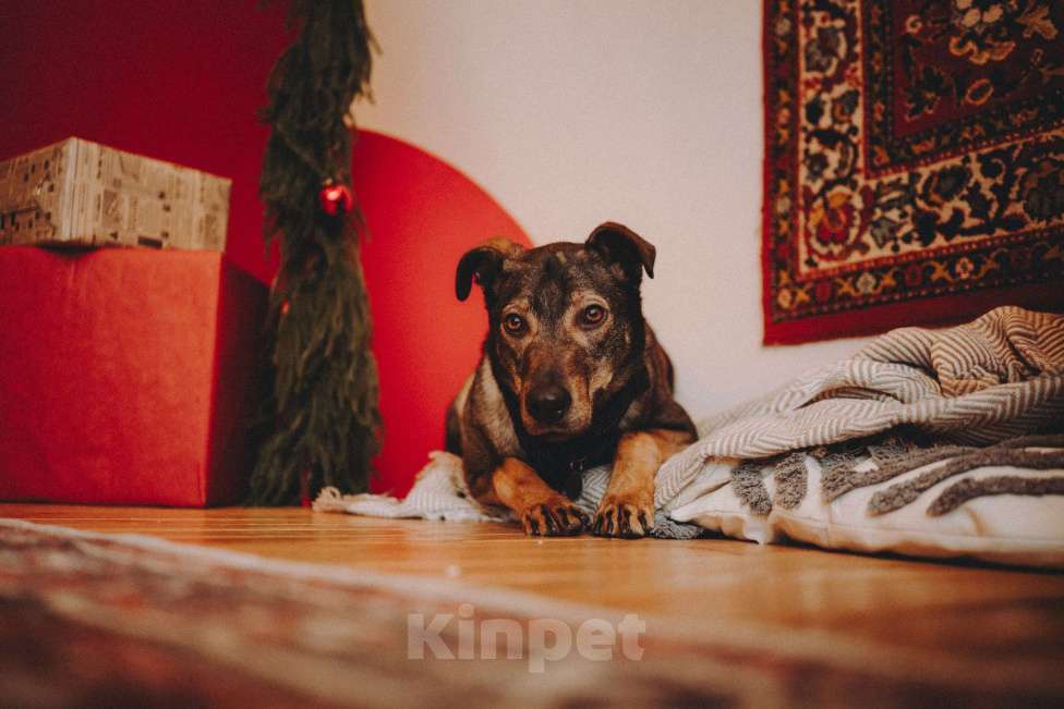 Собаки в Москве: Искренний и добрый пёсик из приюта в добрые руки Мальчик, Бесплатно - фото 4