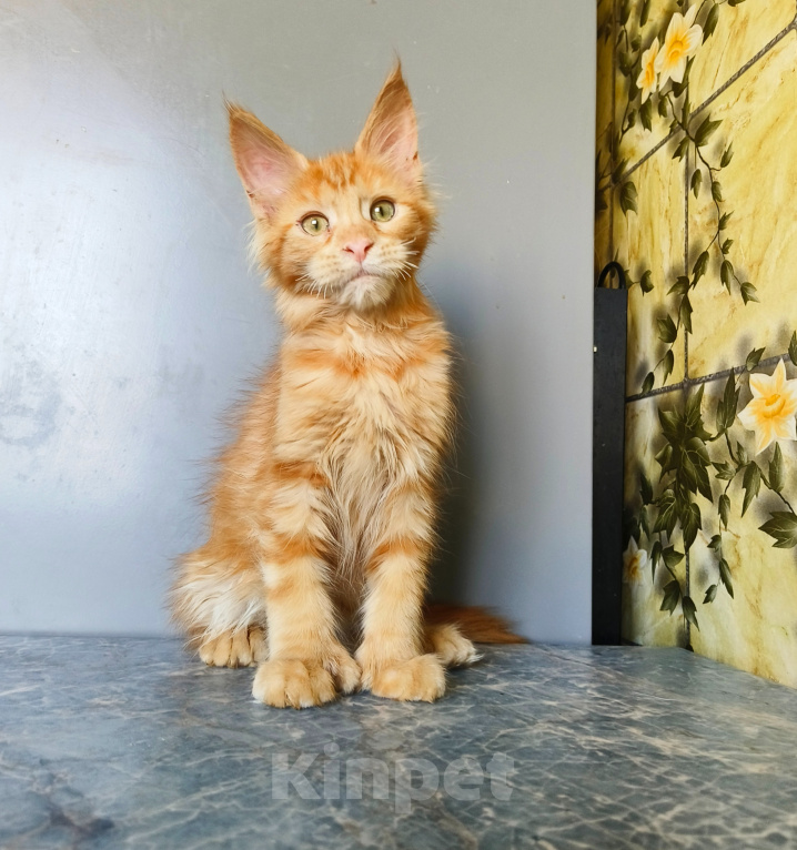 Кошки в Москве: Котёнок Мейн-кун полидакт Девоча Девочка, 60 000 руб. - фото 9