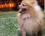 Собаки в Краснодаре: Вязка.Шпиц, 1 500 руб. - фото 1