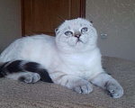 Кошки в Саратове: Котики фолдики, 15 000 руб. - фото 2