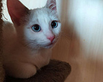 Кошки в Москве: Лира - котенок метис тайской кошки ищет дом Девочка, Бесплатно - фото 3