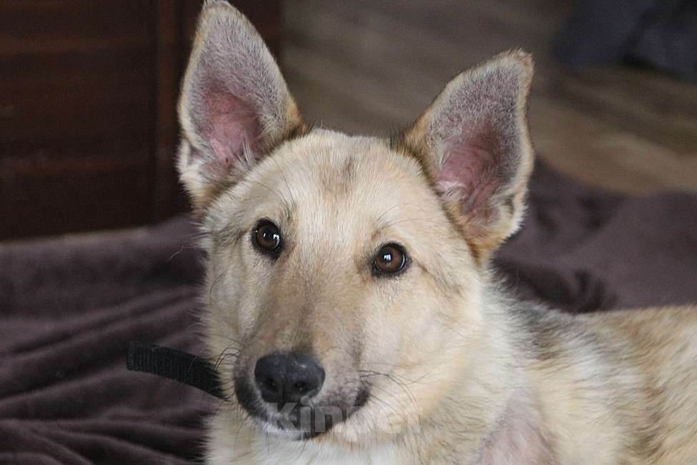 Собаки в Москве: Молодой пес Слоу ищет дом Мальчик, Бесплатно - фото 4