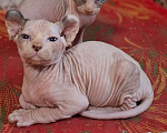 Кошки в других городах Ставропольского края: Канадский сфинкс эльф Девочка, 30 000 руб. - фото 1