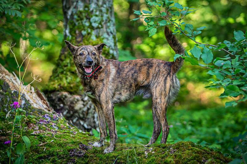 Собаки в Москве: Крошка Веня в добрые руки Мальчик, 1 руб. - фото 6
