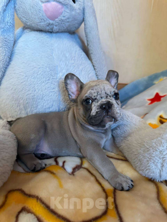 Собаки в Саратове: Мальчик мерле Мальчик, 50 000 руб. - фото 1